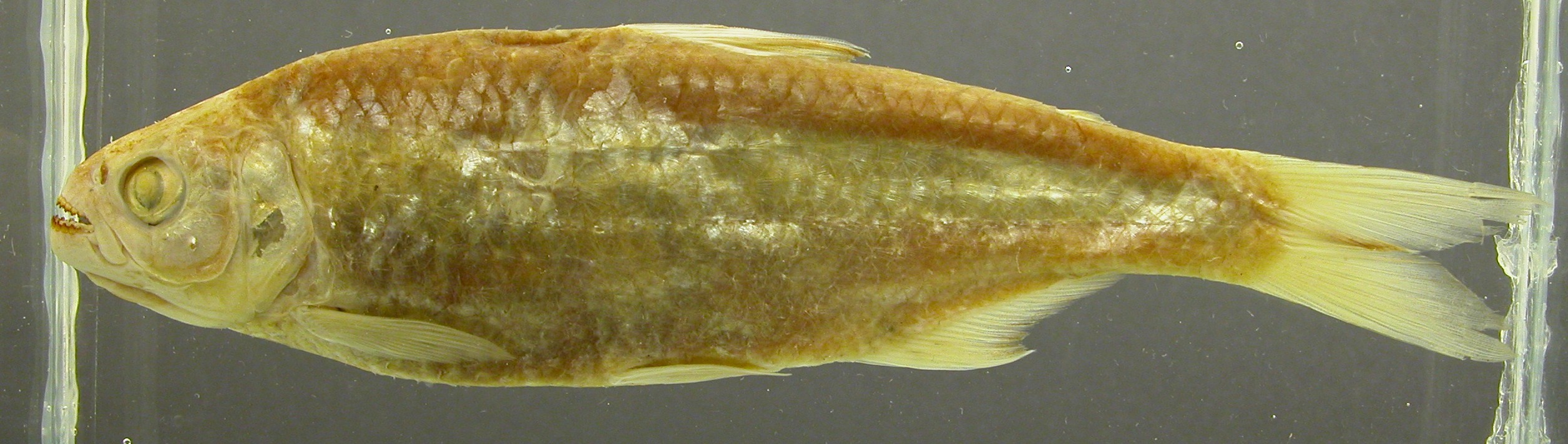 Psalidodon gymnodontus Eigenmann, 1911